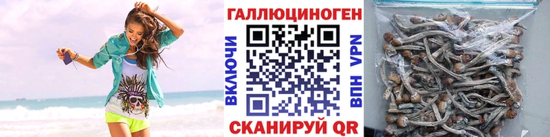 магазин наркотиков Ельня Псилоцибиновые грибы Psilocybe